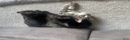 Bengal cats for sale: Beautiful kittens  - Advert 9
