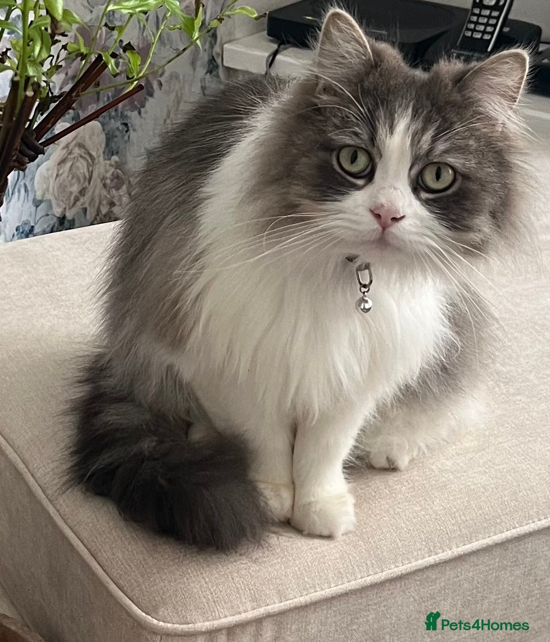 Mixed Breed cats Benji - Advert 1