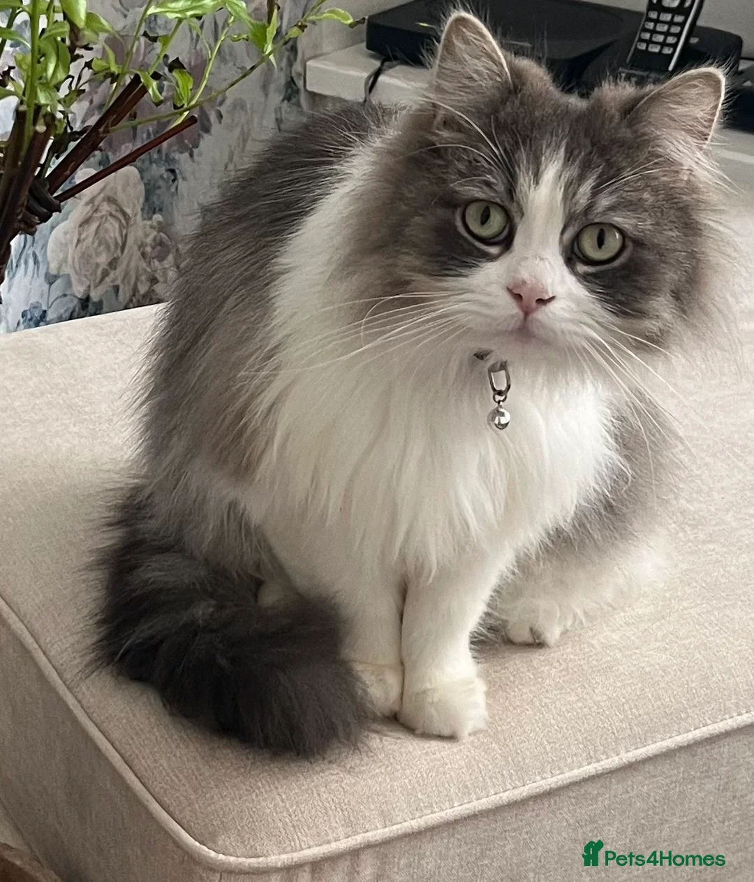 Mixed Breed cats for sale: Benji - Advert 1