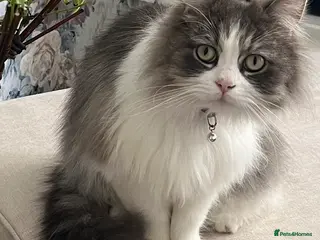 Mixed Breed cats Benji - Advert 1