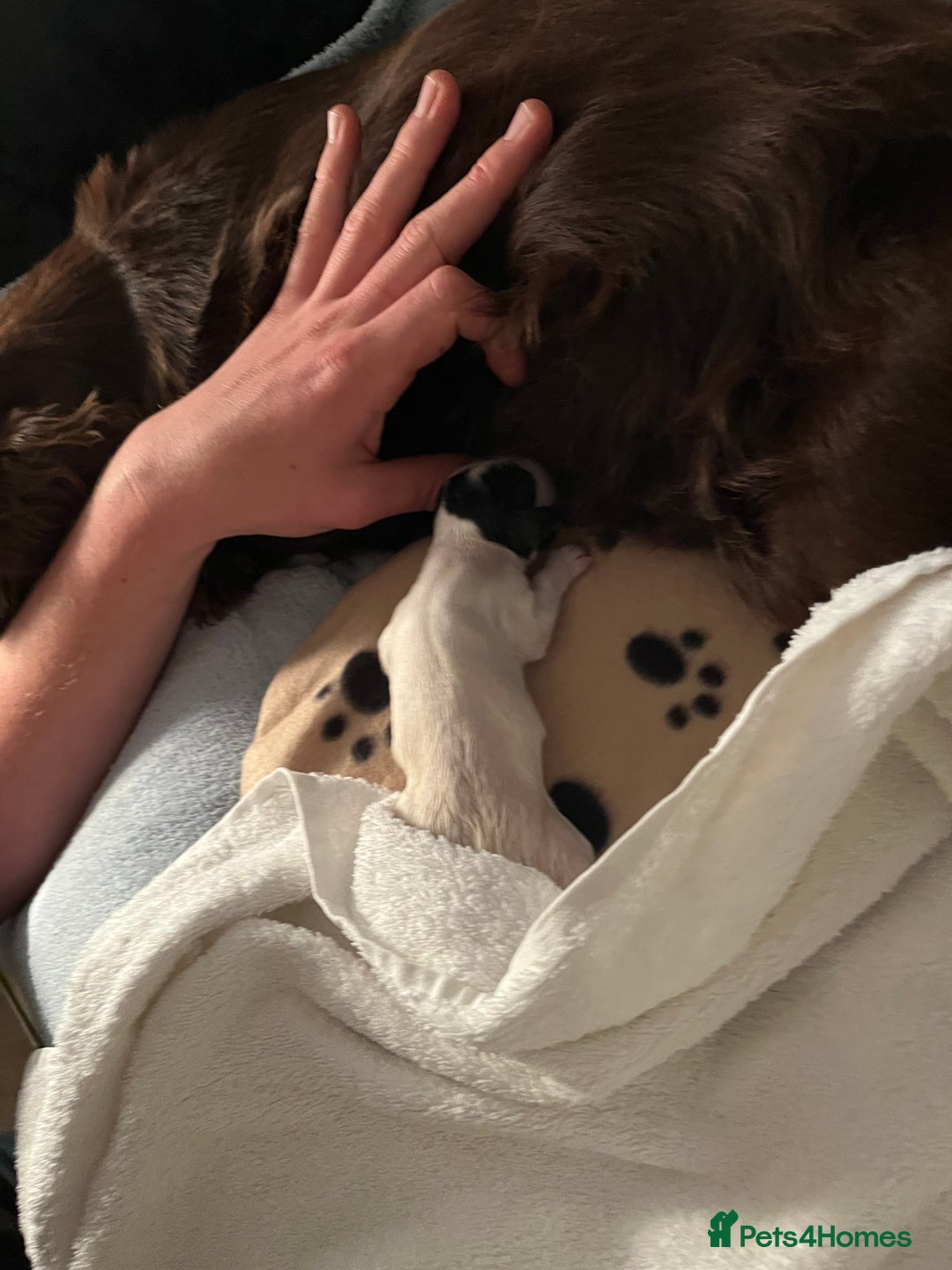 Cocker Spaniel dogs for sale: Working cocker spaniel pups - Image 6