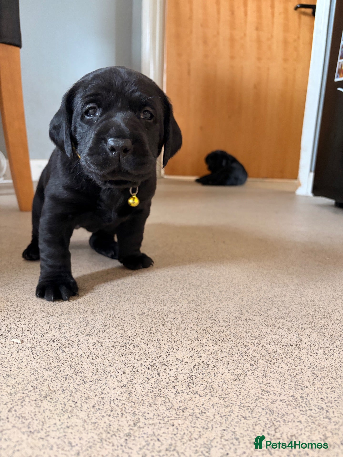Labrador Retriever dogs Labrador puppies - Advert 5