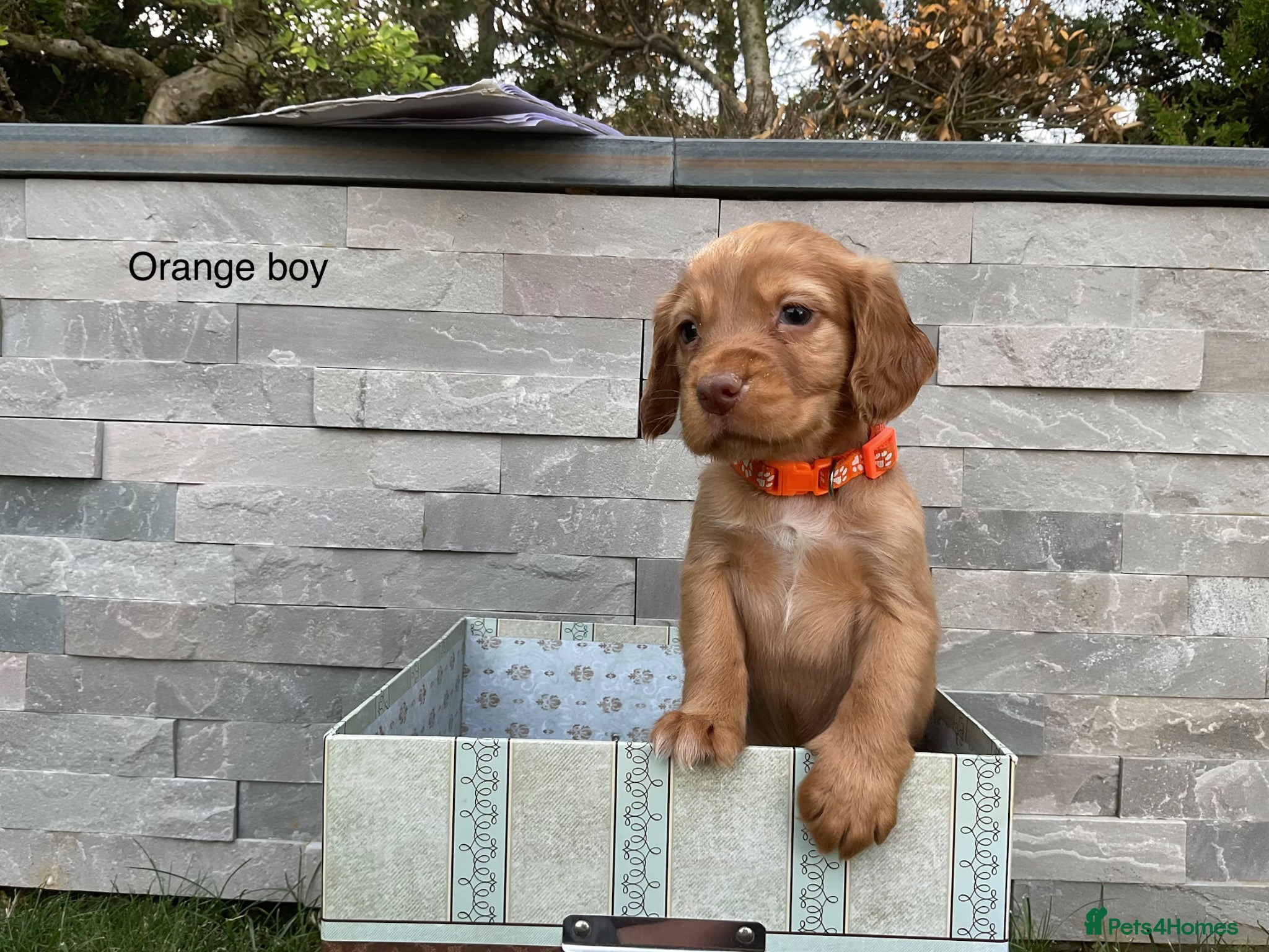 Cocker Spaniel dogs Hereditary clear working cocker spaniels - Advert 2