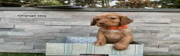Cocker Spaniel dogs for sale: Hereditary clear working cocker spaniels in Ingatestone - Advert 2