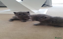 British Shorthair cats for sale: 4 Britain short hair kittens - Image 8