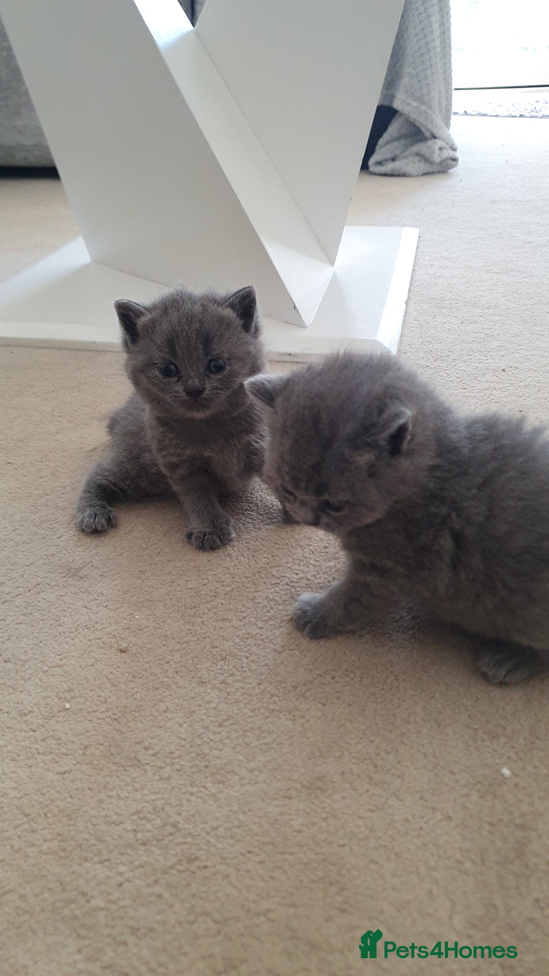 British Shorthair cats for sale: 4 Britain short hair kittens - Image 8