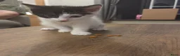Mixed Breed cats for sale: 2 male kittens - Advert 3
