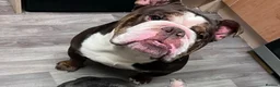 English Bulldog dogs for sale: Chocolate & White Bulldog & Blue Merle  - Advert 7