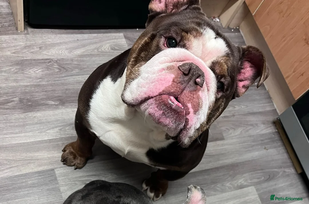 English Bulldog dogs for sale: Chocolate & White Bulldog & Blue Merle  - Advert 7