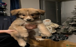 Mixed Breed dogs for sale: Bernese mountain dog X white swiss Shepard pups - Image 6