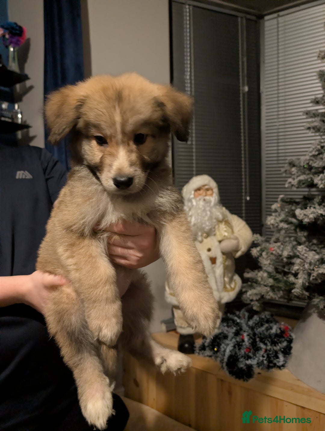 Mixed Breed dogs for sale: Bernese mountain dog X white swiss Shepard pups - Image 6