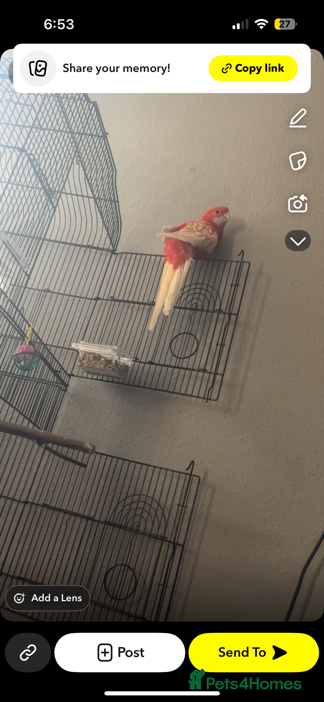 Parakeets birds for sale: Rubino rosella - Advert 1