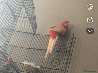 Parakeets birds Rubino rosella - Advert 1