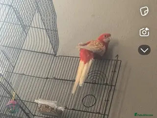 Parakeets birds Rubino rosella - Advert 12