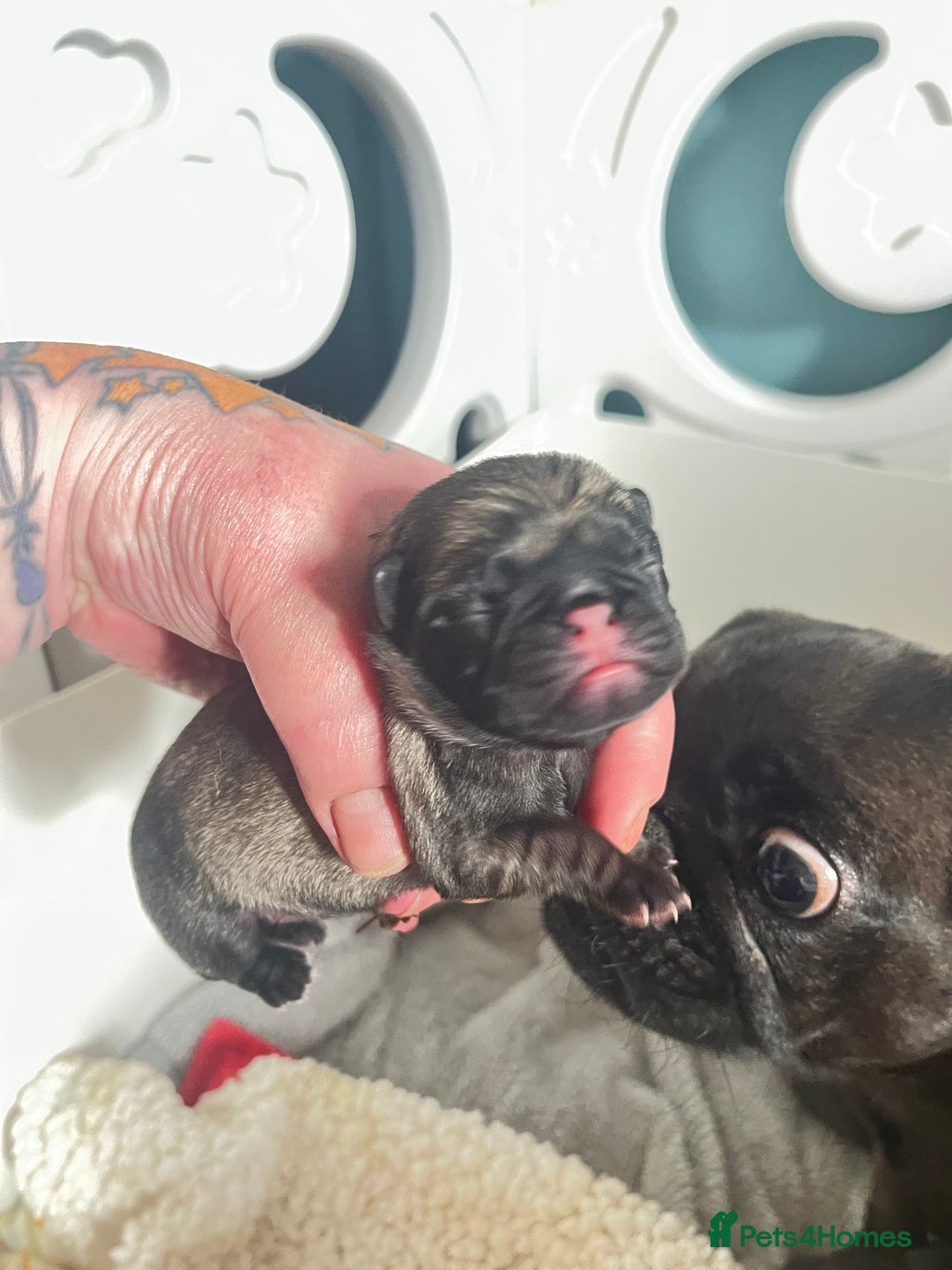 Pug dogs for sale: Beautiful pug puppies  - Image 4