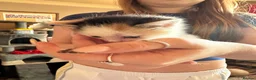 Mixed Breed cats for sale: Beautiful babies ready for collection - Advert 12