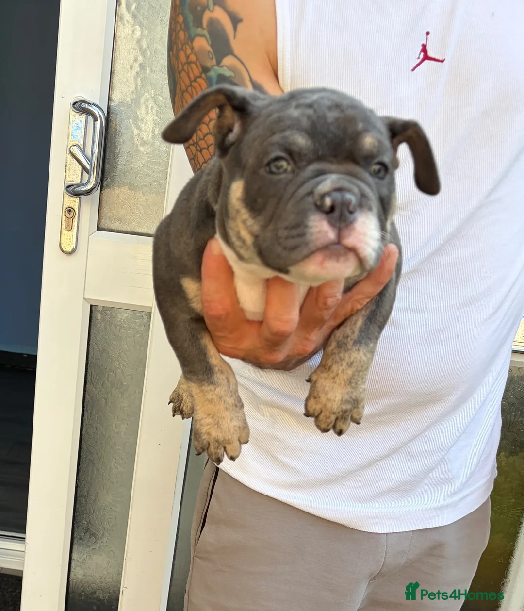 American Bully dogs for sale: Blue tri female pocket bully - Advert 1