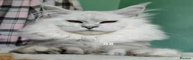 Maine Coon 1
