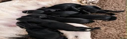 Springador dogs for sale: Beautiful Springador Puppies 🐾 - Advert 13