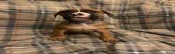 Mixed Breed dogs for sale: Large mix dog breed  in Edinburgh - Advert 11