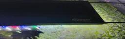 Other/Mixed Breed fish for sale: Entire established tank with everything  - Advert 3