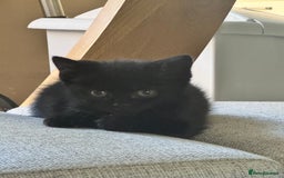 British Shorthair cats for sale: Black British Short hairs - Image 5