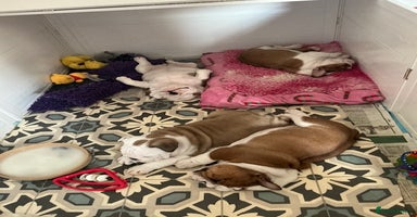 English Bulldog dogs - Advert 11