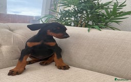 Dobermann dogs for sale: Healthy chunky European Doberman puppies - Image 24