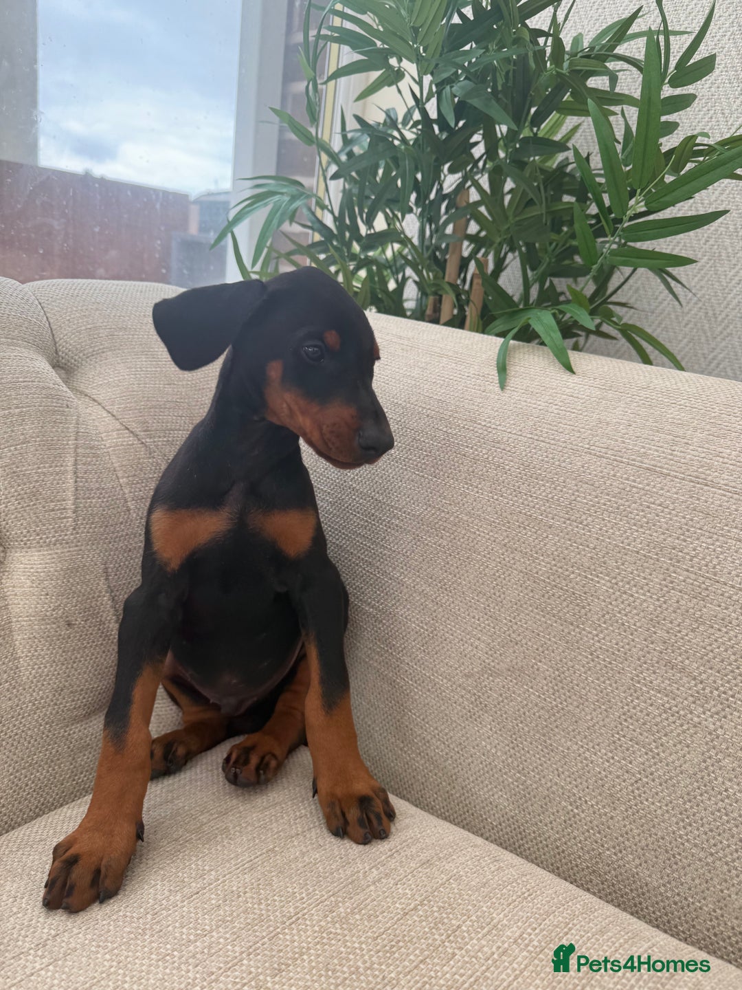 Dobermann dogs for sale: Healthy chunky European Doberman puppies - Image 24