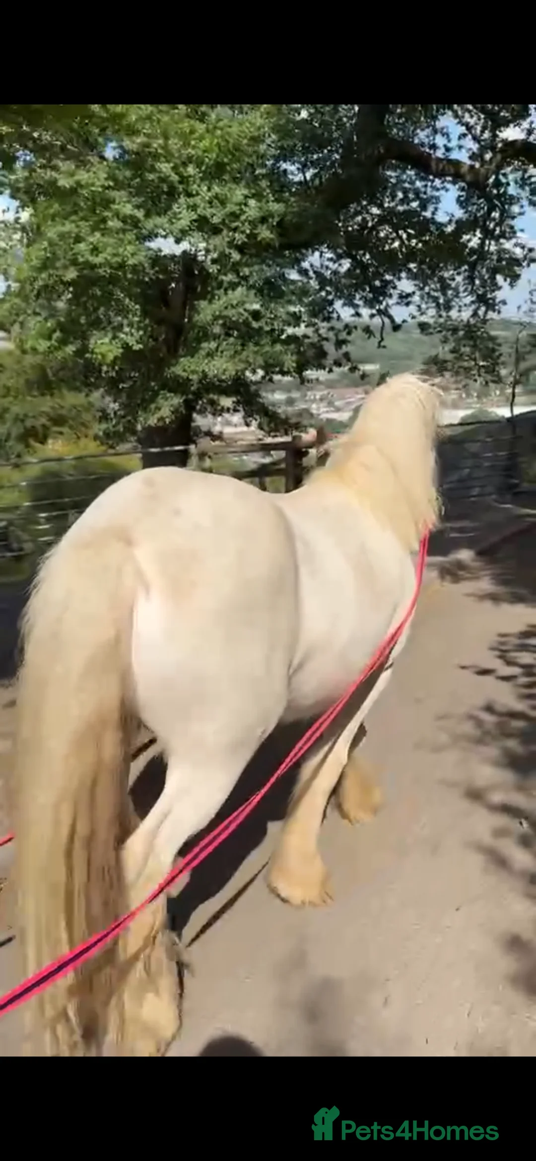 Irish Cob horses for sale: Prince 13,2hh 6year old cob gelding  - Advert 4