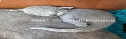 Russian Blue cats for sale: Full Pedigree American Champion Lines Russian Blue in Christchurch - Advert 13