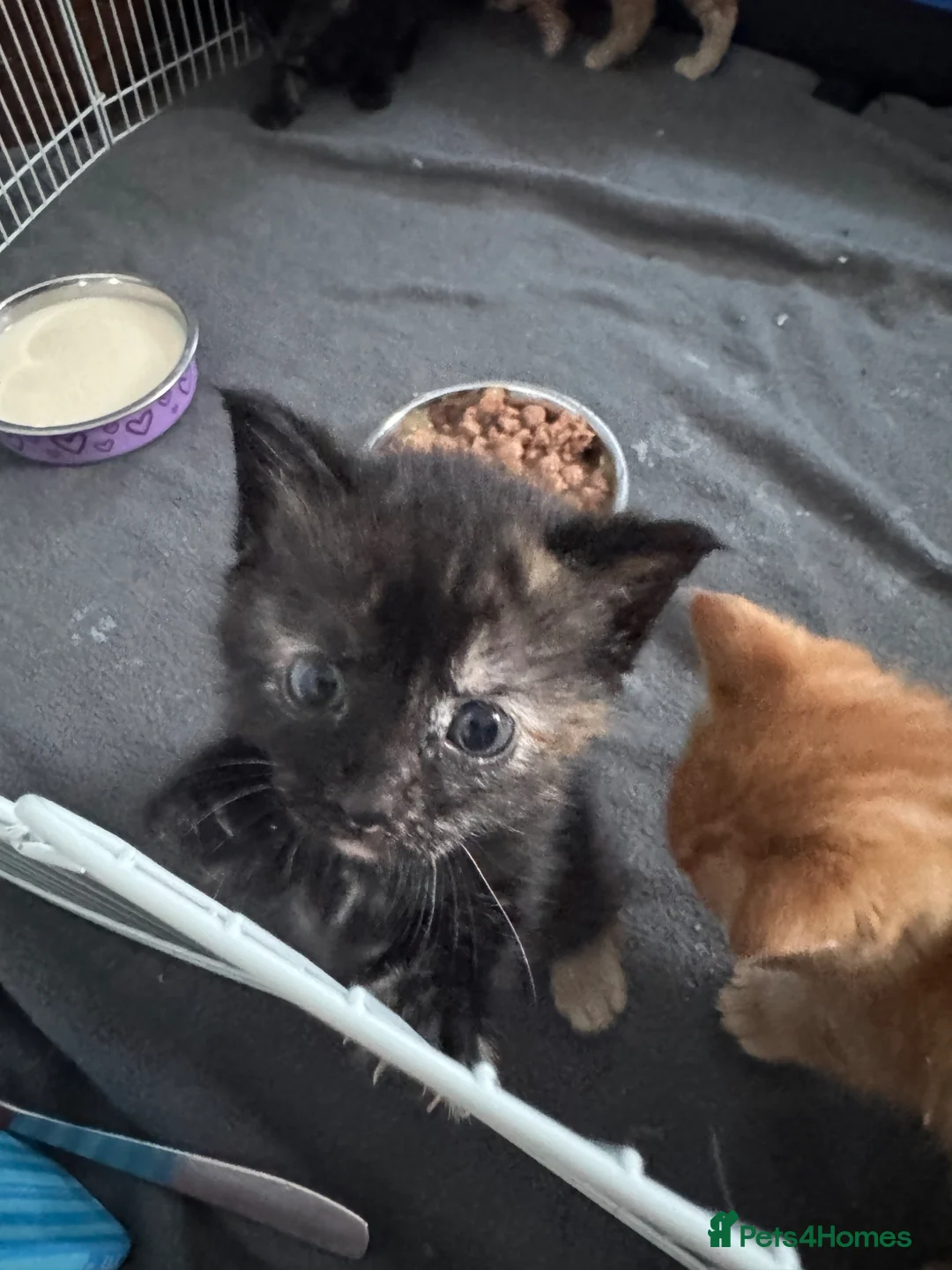 Domestic Shorthair cats for sale: 4 week old kittens  in Frinton-on-Sea - Advert 9