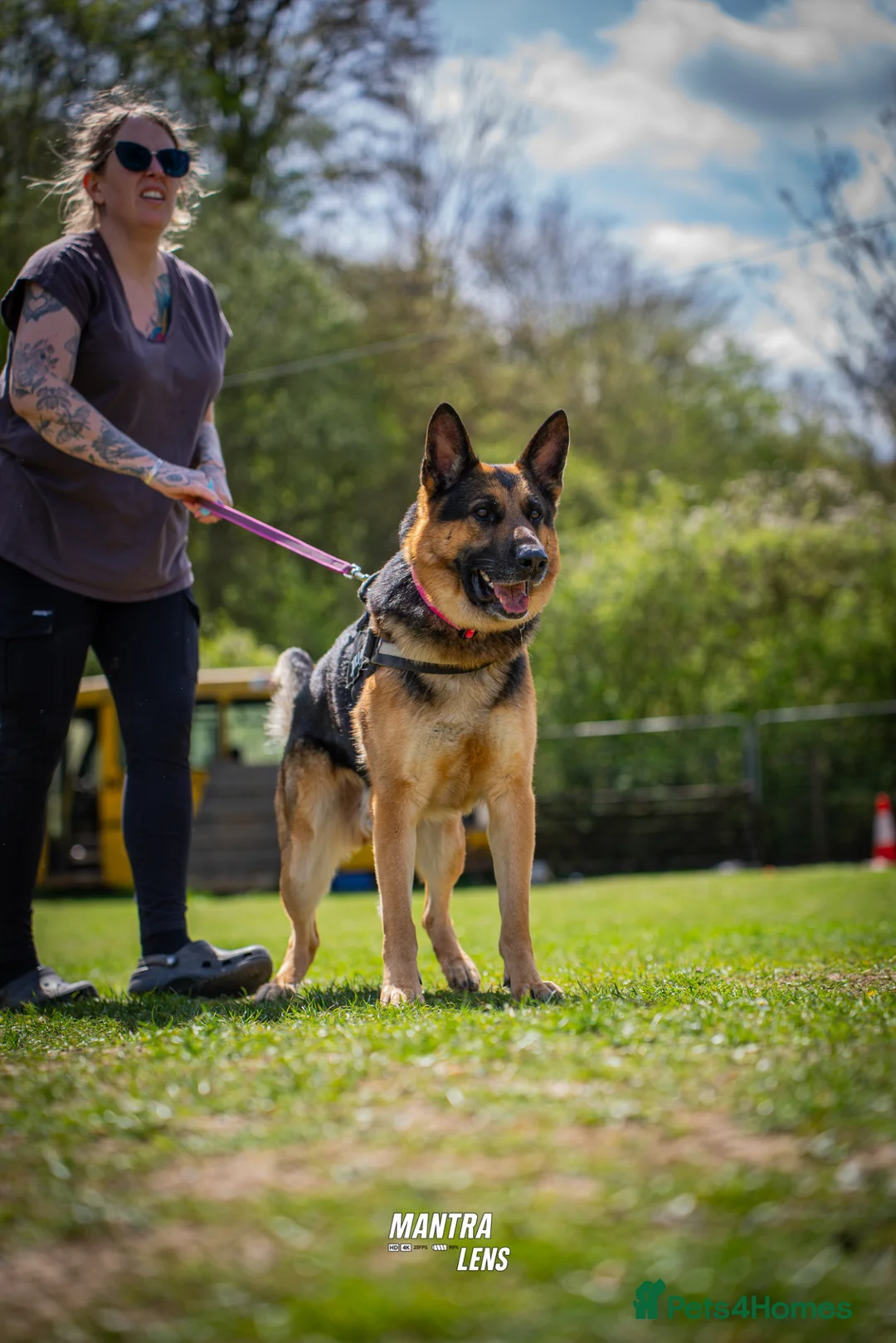 German Shepherd dogs for sale: Blu - German Shepherd (possible NASDU project) - Advert 1