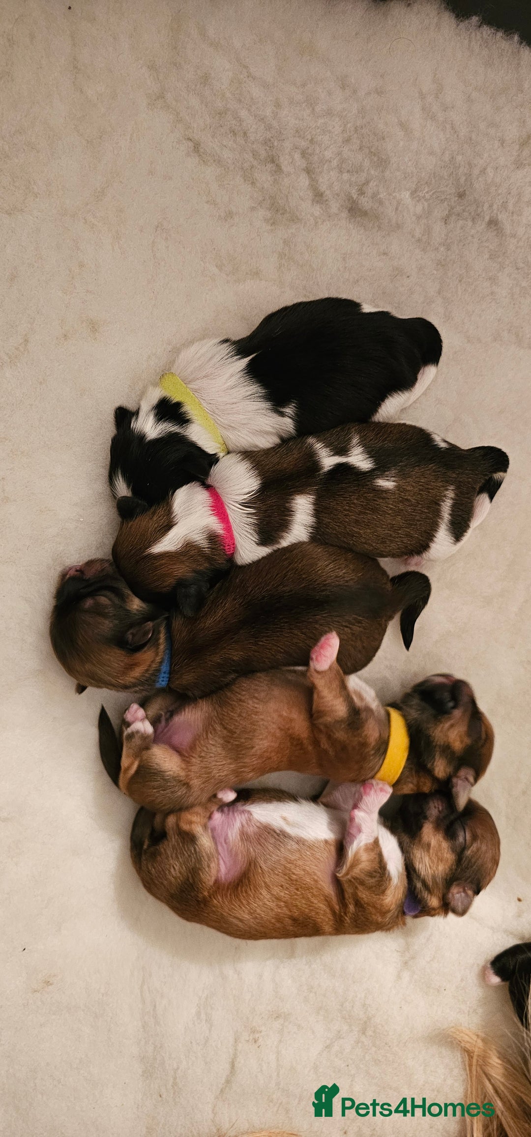 Lhasa Apso dogs for sale: Stunning pedigree Lhasa Apso Puppies - Advert 3