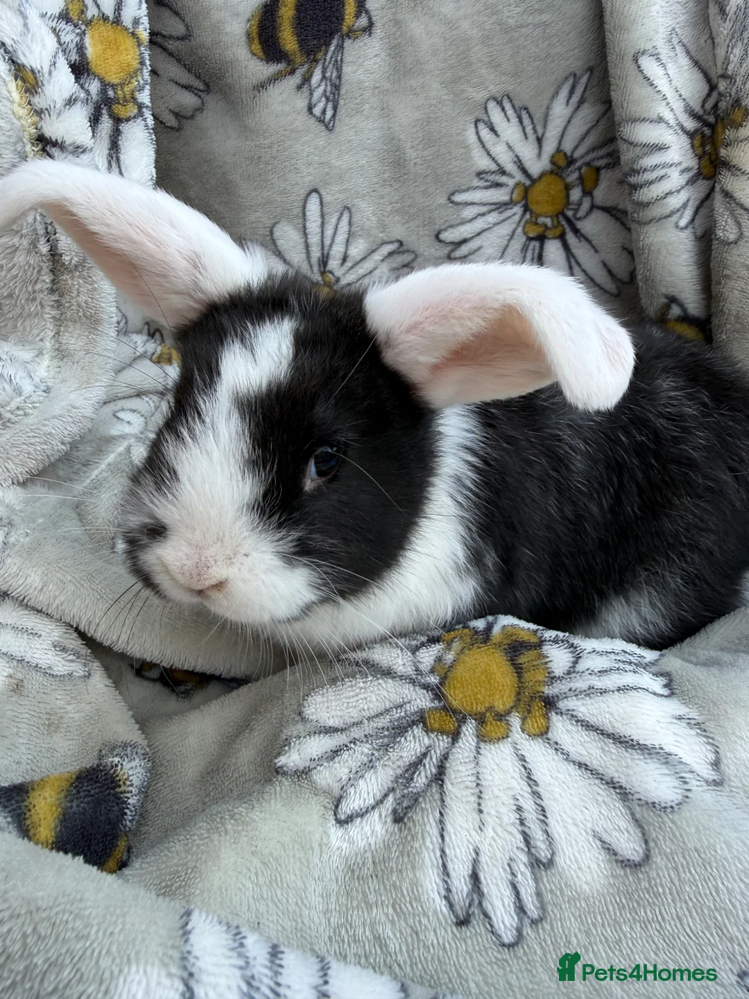 Mini Lop rabbits for sale: Pure bred mini lop bunnies  - Advert 2