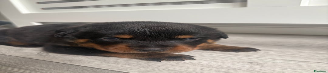 Rottweiler Puppy 3