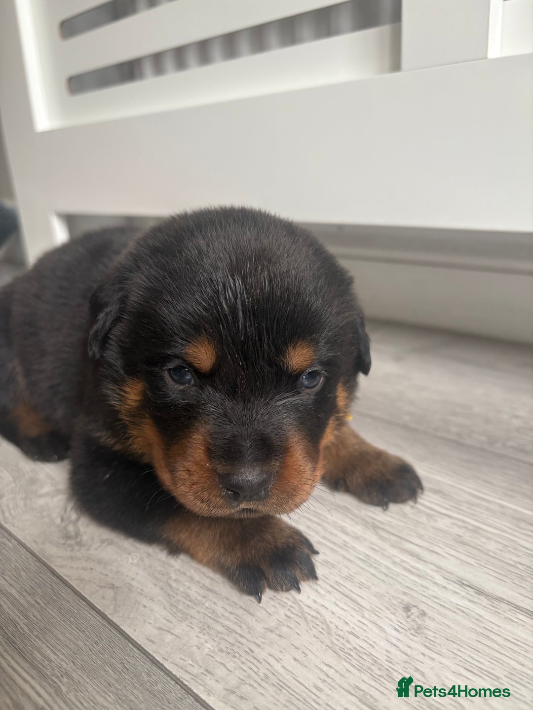 Rottweiler dogs for sale: Rottweiler puppies for sale - Image 10