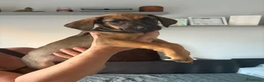 Mixed Breed 3