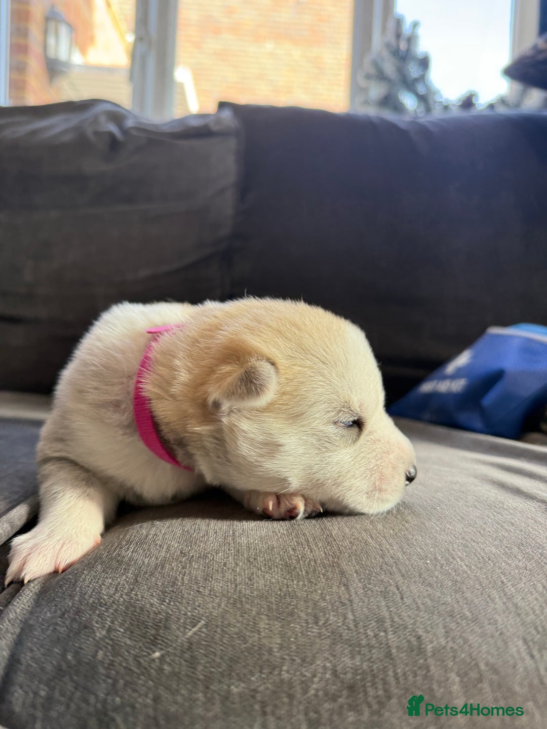Siberian Husky dogs for sale: Husky puppies for sale - Image 20
