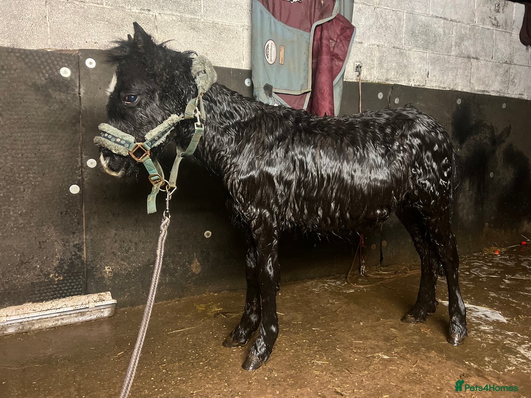 Shetland pony horses for sale: Rocky and teddy - Advert 3