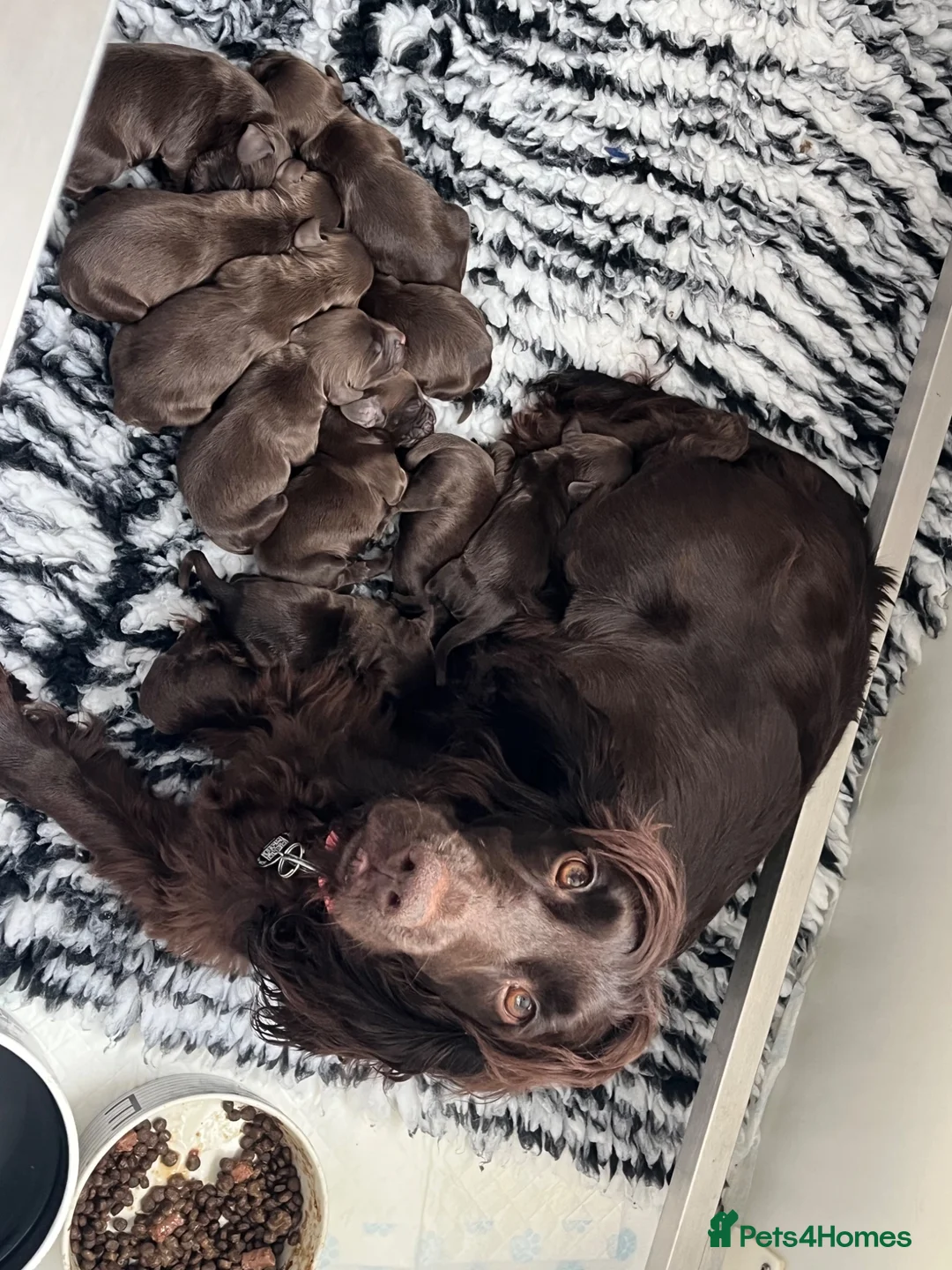 Cocker Spaniel dogs for sale: Extensively health tested working cocker spaniels  - Advert 1