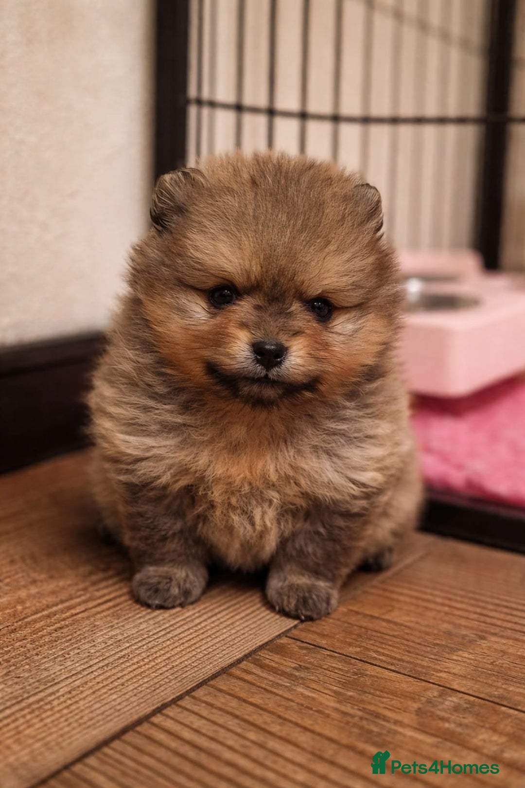 Pomeranian dogs for sale: Beautiful Pomeranian male puppy FCI registered - Advert 3