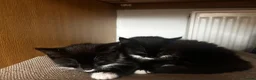 Mixed Breed cats for sale: 2 beautiful kittens for sale  - Advert 11