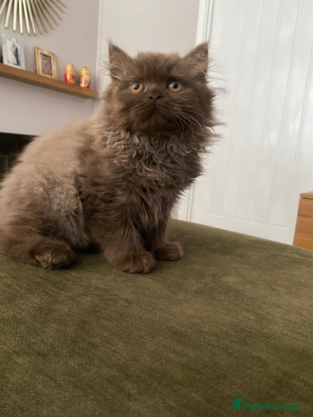 British Shorthair cats for sale: Chocolate and Red British Shorthair and Longhair - Image 9