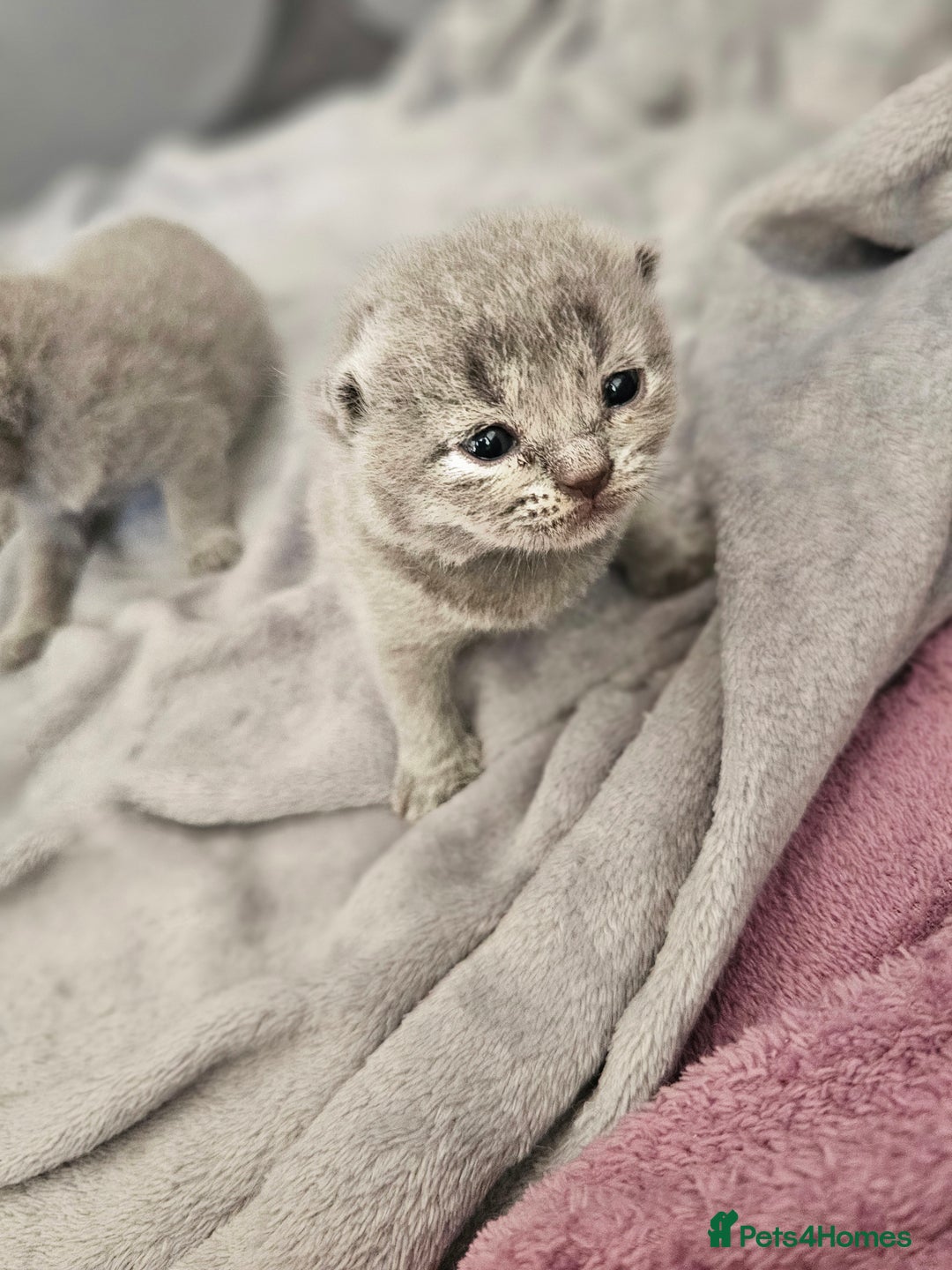 British Shorthair cats for sale: British Shorthair x Scottish Fold - Image 9
