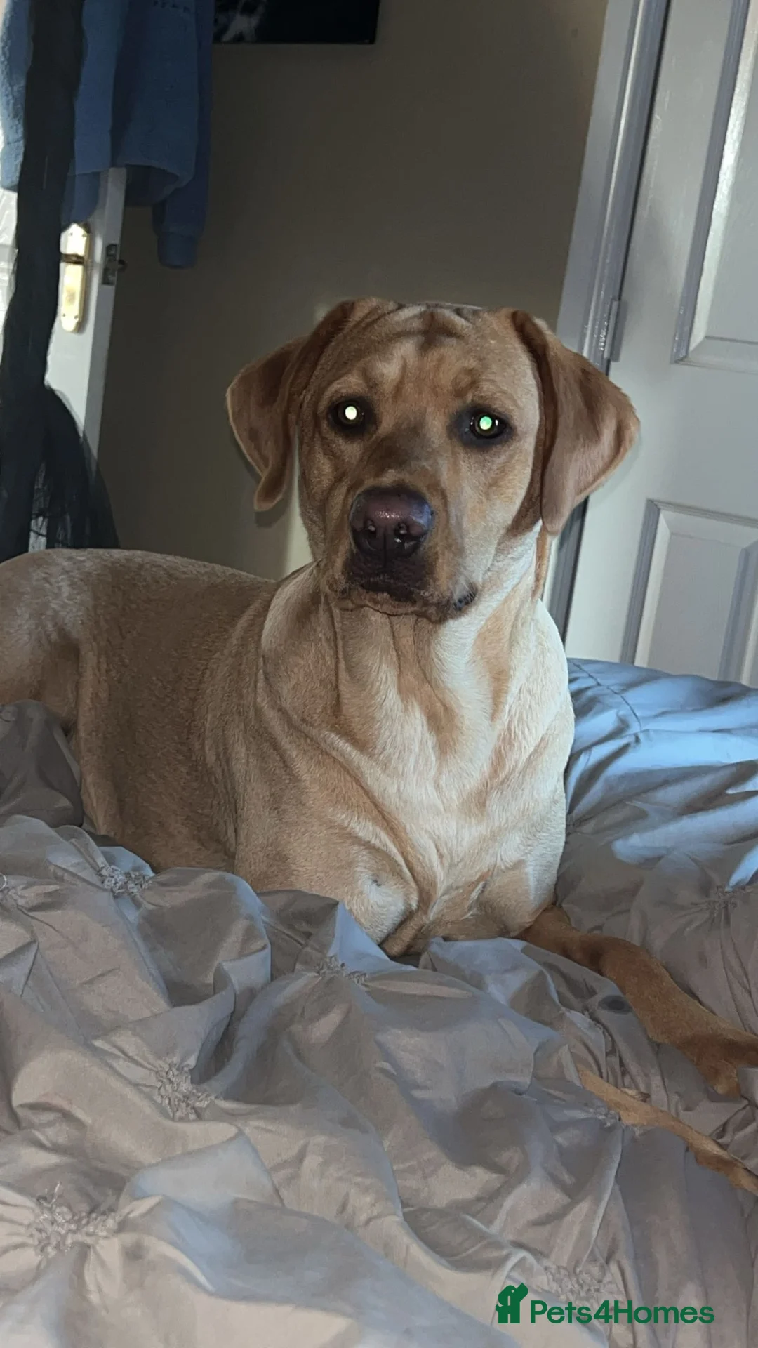 Goldador dogs for sale: 🐾 Stunning Goldador Puppies 🐾 - Advert 2