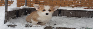 Welsh Corgi Pembroke Puppy 1