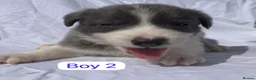 Border Collie dogs for sale: KC registered border collie puppies  - Advert 1