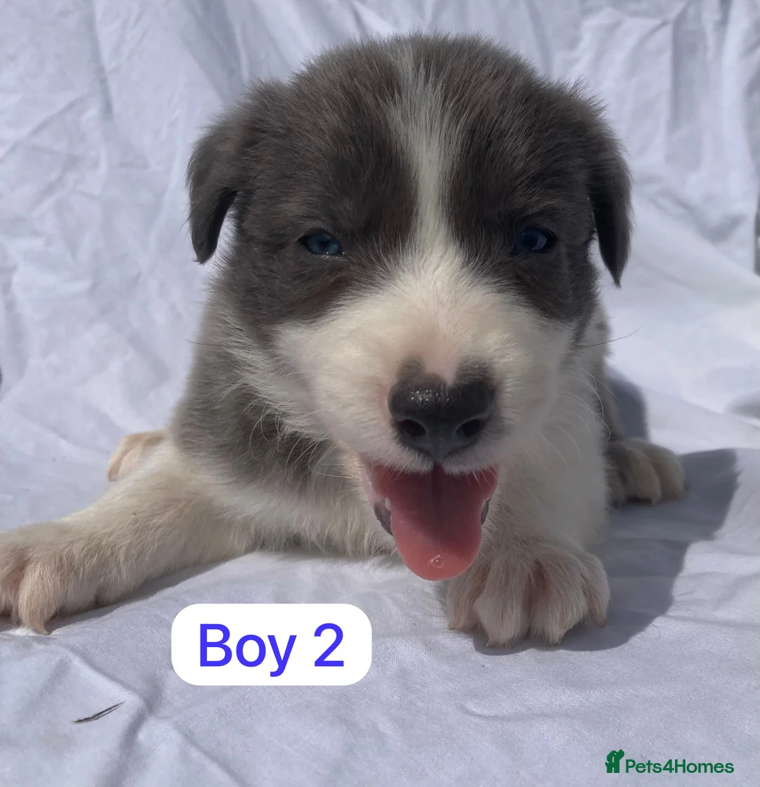 Border Collie dogs for sale: KC registered border collie puppies  - Advert 1