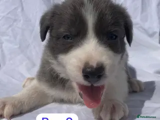 Border Collie dogs KC registered border collie puppies - Advert 1